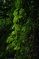 Leaf transparency in Elatostema macrophyllum, Batukaru, Bali