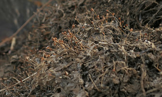 Ledermanniella tenax covering rocks, dry capsular fruits of this annual Podostemaceae totally desiccated after flowering during the low water, Zambezi river, Victoria Falls, Zambia