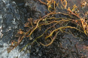 Ledermanniella tenax drying during the low water and producing the tiny reduced flowers with emerging stamens,  Zambezi river, Victoria Falls, Zambia