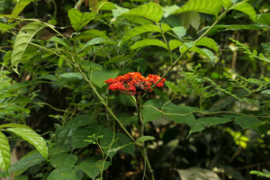 Leea guineensis, inflorescence and compound leaves, Campo, Cameroun