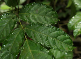 Leea guineensis, leaf marginal hydathodes excreting water at early morning, Campo, Cameroun