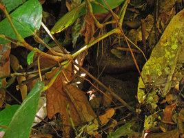 Leea simplicifolia, stilt roots, Temenggor, Malaysia
