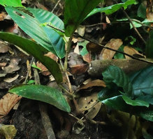 Leea simplicifolia, unbranched stem with swollen nodes, Amanjaya FR, Perak, Malaysia