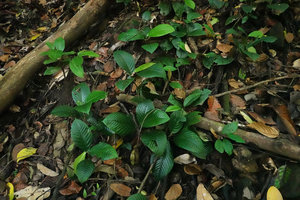 Leea simplicifolia, vegetative population in a  dry forest river bed, Amanjaya FR, Perak, Malaysia
