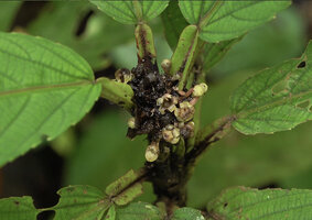 Leea zippeliana, adult plant with green leaves and terminal infloresce,ce, Malagufuk, Southwest Papua