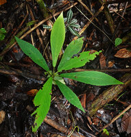 Leea zippeliana, a subadult individual with bright green almost iridescent leaves just above a young small one with blackish maculate leaves, Malagufuk, Southwest Papua