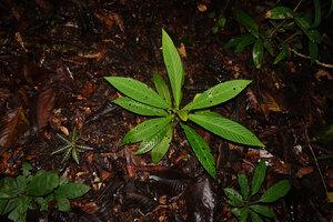 Leea zippeliana, blackish silver mottled juvenile and green leaved adult, Malagufuk, Sorong, West Papua