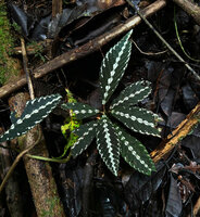 Leea zippeliana, cryptic just above forest floor due to disruptive visual perception,Malagufuk, Sorong, West Papua