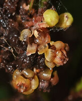 Leea zippeliana, flowers, Malagufuk, Southwest Papua
