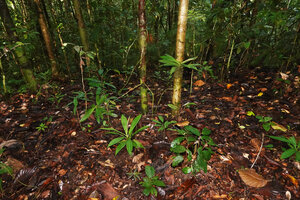 Leea zippeliana, population with a young blackish silver blotched individual in foregriound and taller uniformly green leaved indididual just behind, Malagufuk, Southwest Papua