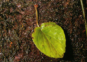 Lembocarpus amoenus, single leaved individual of the plain green form with its tiny tuber fixed to seeping granitic rock, Nouragues CNRS field research station, French Guyana