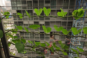 Le Nouvel, Kuala Lumpur, Tinospora crispa around stainless steel cables