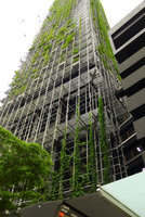 Le Nouvel Towers, climbers and birds, Kuala Lumpur, Dec. 2016