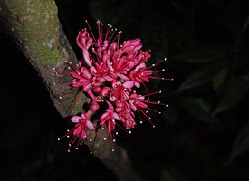 Leonardoxa africana, Ebodjé, Cameroun