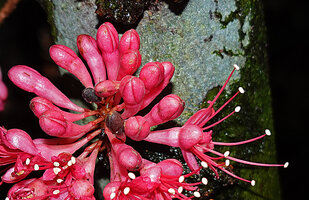 Leonardoxa africana, flower buds and one flower at anthesis, Ebodje, Campo, Cameroon