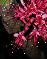 Leonardoxa africana, flowers with pink sepals, red petals and dark red long anther filaments, Ebodje, Campo, Cameroon