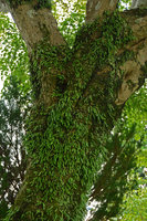 Lepisorus onoei, epiphytic among mosses along a tree trunk, close up, Hakone, Japan