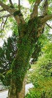 Lepisorus onoei, epiphytic among mosses along a tree trunk, Hakone, Japan