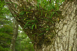 Lepisorus thunbergianus, epiphytic at Mount Fuji, Japan