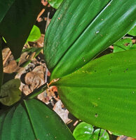 Leptaspis zeylanica, base of the inverted leaf blades, resulting in the proeminent midvein exposed upwards, Sanje waterfall, Udzungwa NP, Tanzania