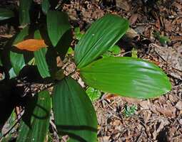Leptaspis zeylanica, leafy stem with characteristic inverted leaf blades, Sanje waterfall, Udzungwa NP, Tanzania