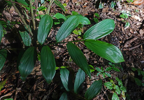 Leptaspis zeylanica, leafy stem with inverted leaf blades, Sanje waterfall, Udzungwa NP, Tanzania