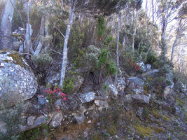 Leptecophylla juniperina and Richea dracophylla, Mount Wellington, Tasmania
