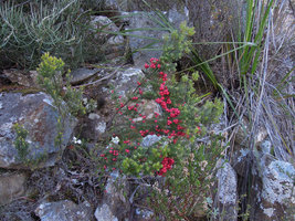 Leptecophylla juniperina, Mount Wellington, Tasmania