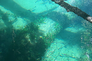 Leptochilus pteropus subsp. minor permanently submerged, Waigeo, Papua