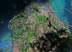 Leptochilus pteropus subsp. minor, population creeping on a submerged muddy dead trunk, Waigeo, Papua