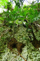 Leucothrinax (syn.Thrinax) morrisii along a vertical limestone cliff with its dense external spongy root system, Escaleras de Jaruco, Cuba