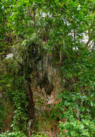 Leucothrinax (syn.Thrinax) morrisii in habitat, on a vertical limestone cliff with its dense external spongy root system, Escaleras de Jaruco, Cuba