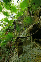 Leucothrinax (syn.Thrinax) morrisii on a vertical limestone cliff with its dense external spongy root system, Escaleras de Jaruco, Cuba
