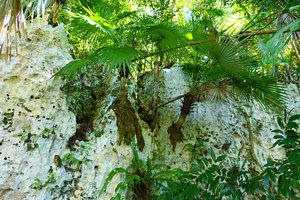 Leucothrinax (syn.Thrinax) morrisii population in habitat, on a vertical limestone cliff with its dense external spongy root system, Escaleras de Jaruco, Cuba