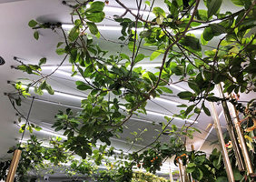 Lianas climbing along cables under the fluorescent light ceiling, Yves Rocher Concept Store, Bd Haussmann, Paris