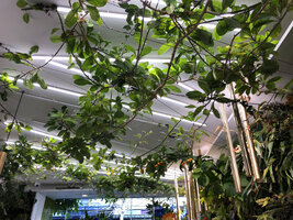 Lianas climbing along cables, Yves Rocher concept store, Paris