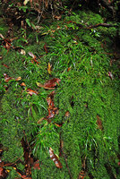 Libertia pulchella among mosses on vertical seeping rock, Wentworth Falls, NSW, Australia