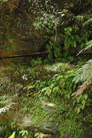 Libertia pulchella, dense population on vertical seeping rock, Wentworth Falls, NSW, Australia
