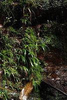 Libertia pulchella, flowering on seeping rocks, Wentworth Falls, NSW, Australia