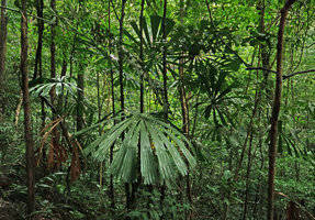 Licuala centralis, Bach Ma NP, 500 m asl, Hue, Vietnam