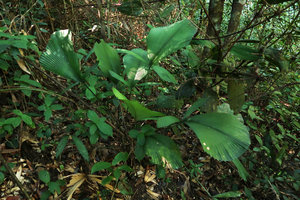 Licuala magalonii and Perilimnastes sessilifolia, Ba Na Hills, Da Nang, Vietnam