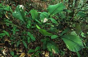 Licuala magalonii and Perilimnastes sessilifolia in their forest understory habitat, Ba Na Hills, Da Nang, Vietnam