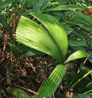 Licuala magalonii, leaf with bifid wide median lobe, Ba Na Hills, Da Nang, Vietnam
