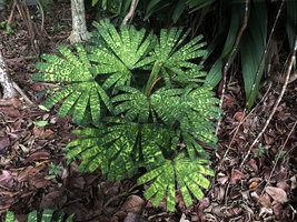 Licuala mattanensis &#039;Mapu&#039;, naturally variegated leaves, Botanic Gardens, Singapore