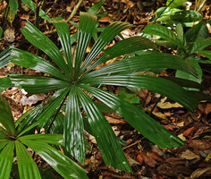 Licuala olivifera, leaf with shiny plicate leaflets, Deramakot FR, Sabah, Borneo