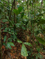 Licuala triphylla in forest understory, Deramakot FR, Sabah, Borneo