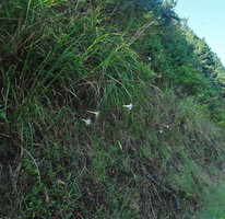 Lilium longiflorum on a man made slope along a road, Shikoku, Japan
