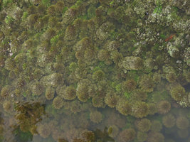 Limnophila aquatica population, Krabi, Thailand