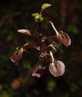 Liparis wightiana, brown leaved form, flowers, Sinharaja, Sri Lanka