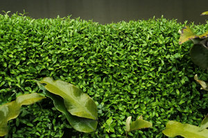 Lobelia chinensis ans Pyrrosia lingua on the vertical garden, Shinkansen station, Yamaguchi, Japan